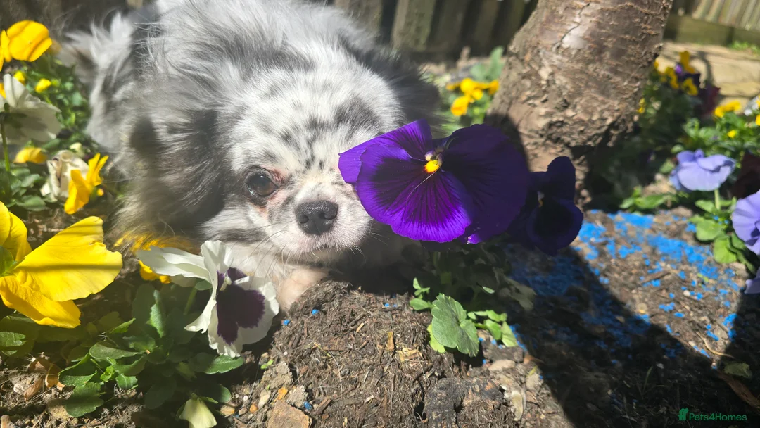 Chihuahua dogs for sale: Chihuahua merle long coat apple head short face - Advert 2