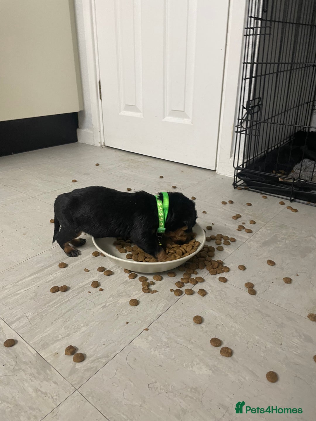 Rottweiler dogs for sale: Rottweiler puppies - Image 7