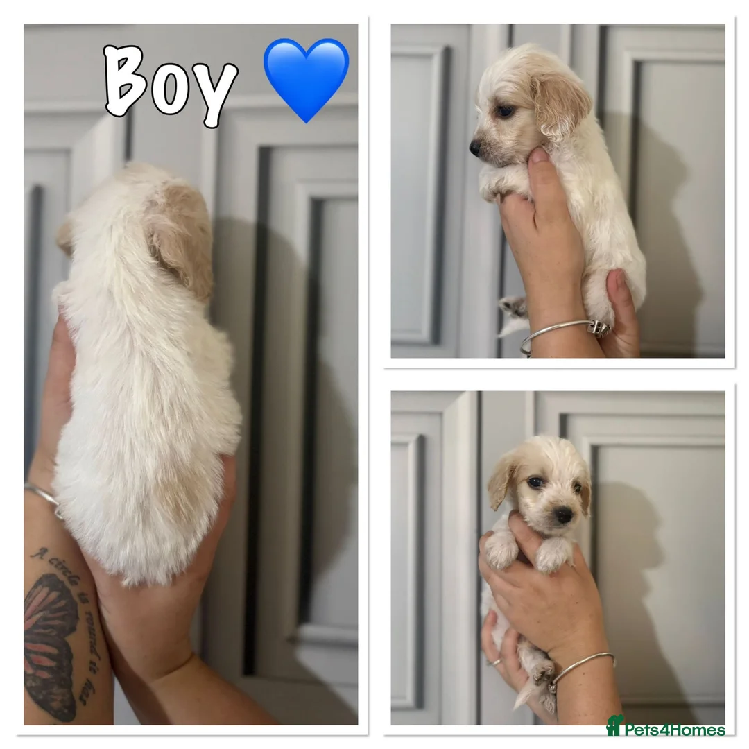 Cockapoo dogs for sale: Stunning cockapoo puppy’s  - Advert 2