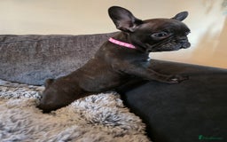 French Bulldog dogs for sale: 5 Beautiful French bulldogs - Image 7