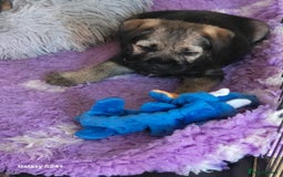 Border Terrier dogs for sale: Border terriers puppys - Image 12
