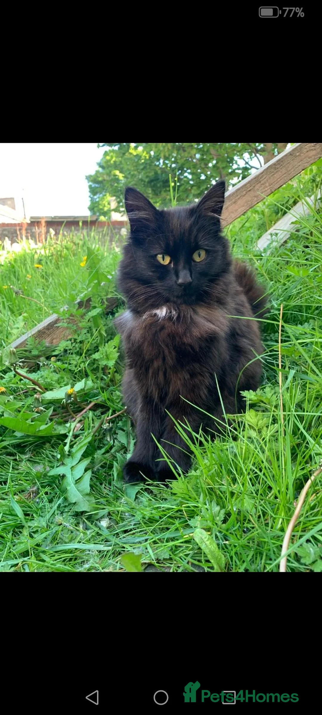 Mixed Breed cats for sale: Friendly girl - Advert 1
