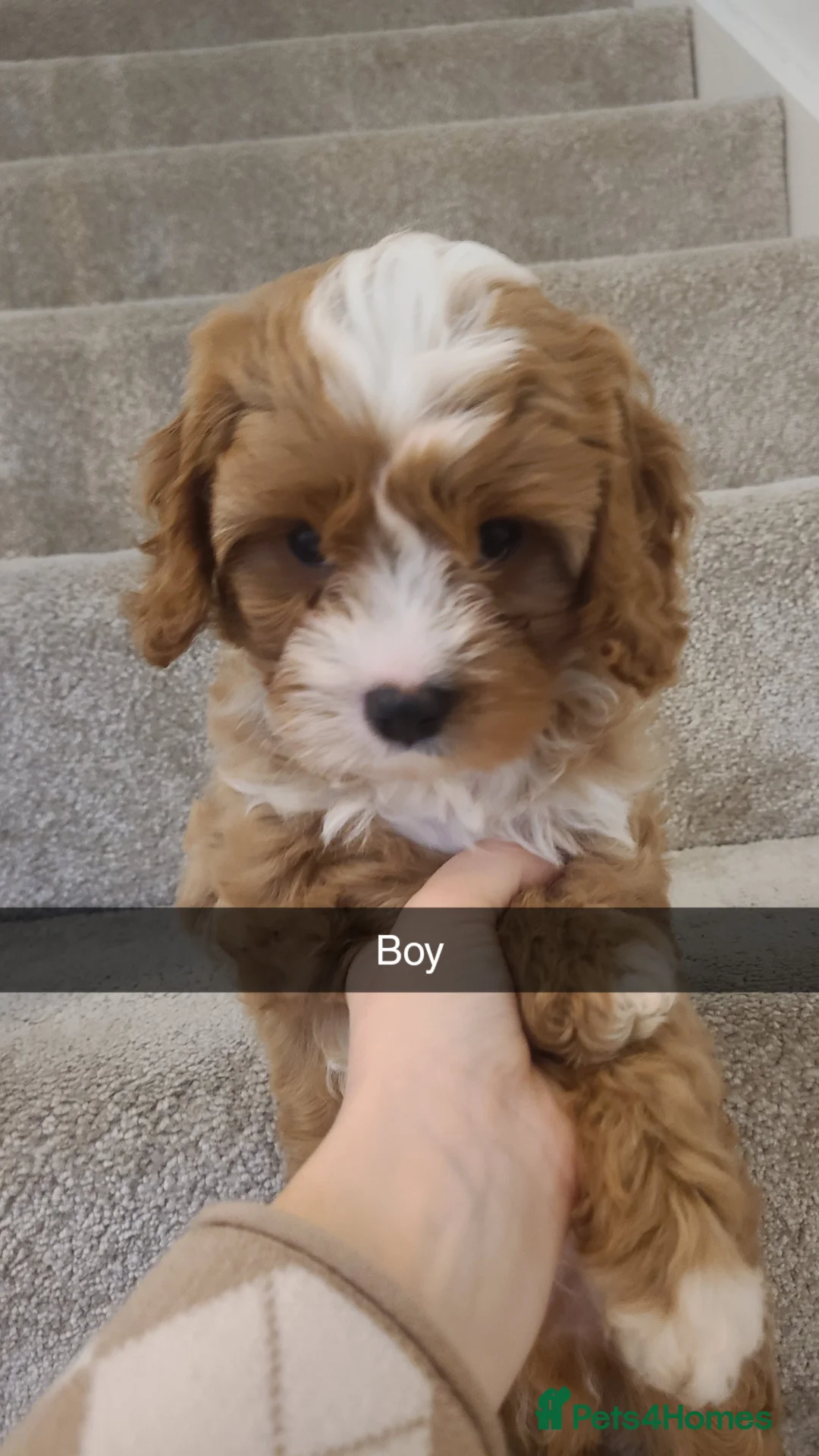 Cavapoo dogs for sale: Cavapoo puppys  - Advert 11
