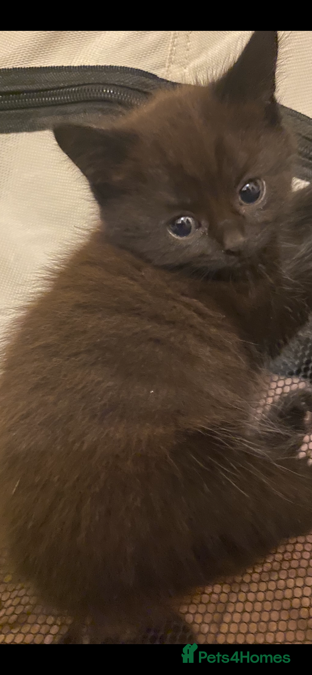 British Longhair cats for sale: fluffy kittens ready to leave now  - Image 2