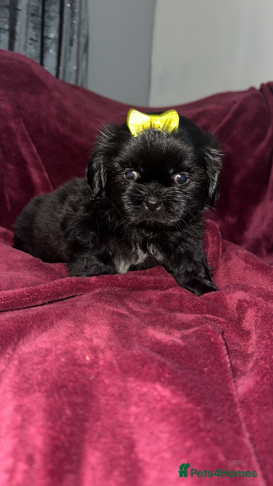 Shih Tzu dogs for sale: Shih Tzu Puppies  - Image 15