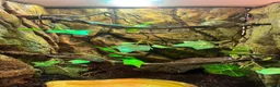 Frog reptiles for sale: Whites tree frogs for sale  in Walsall - Advert 4
