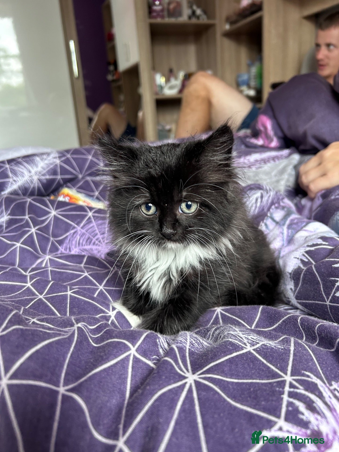 Mixed Breed cats Fluffy friendly kittens  - Advert 9