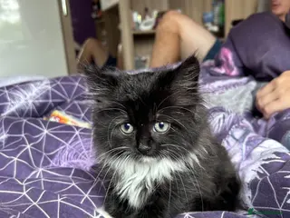 Mixed Breed cats Fluffy friendly kittens - Advert 1