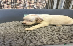 Cocker Spaniel dogs for sale: Two cocker spaniel litters for sale - Image 6
