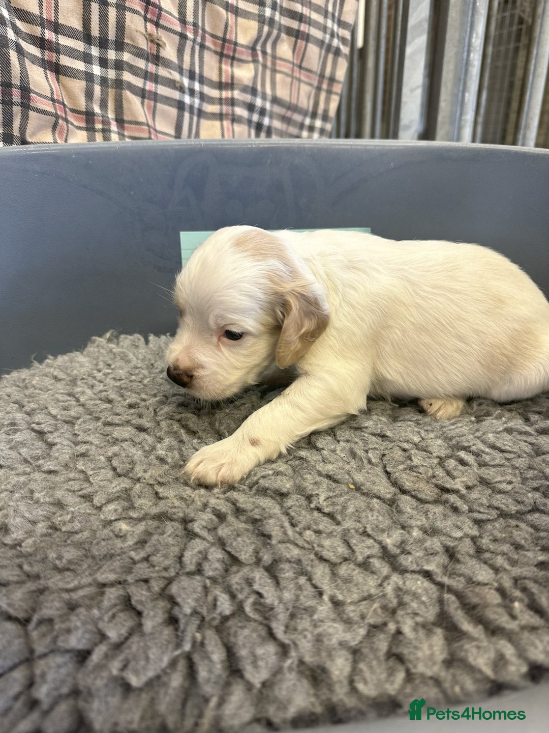 Cocker Spaniel dogs for sale: Two cocker spaniel litters for sale - Image 6