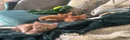 Mixed Breed cats for sale: Ginger kitten  in Ipswich - Advert 4