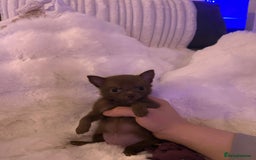 Pomchi dogs for sale: Fluffy Tiny Pomchi Puppies.🥰😍🤗 - Image 14