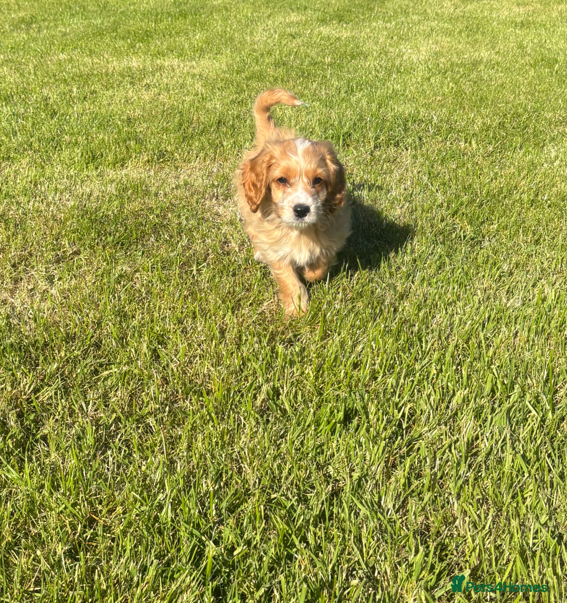 Cockapoo dogs 1 Beautiful F1 cockapoo boy for sale - Advert 4