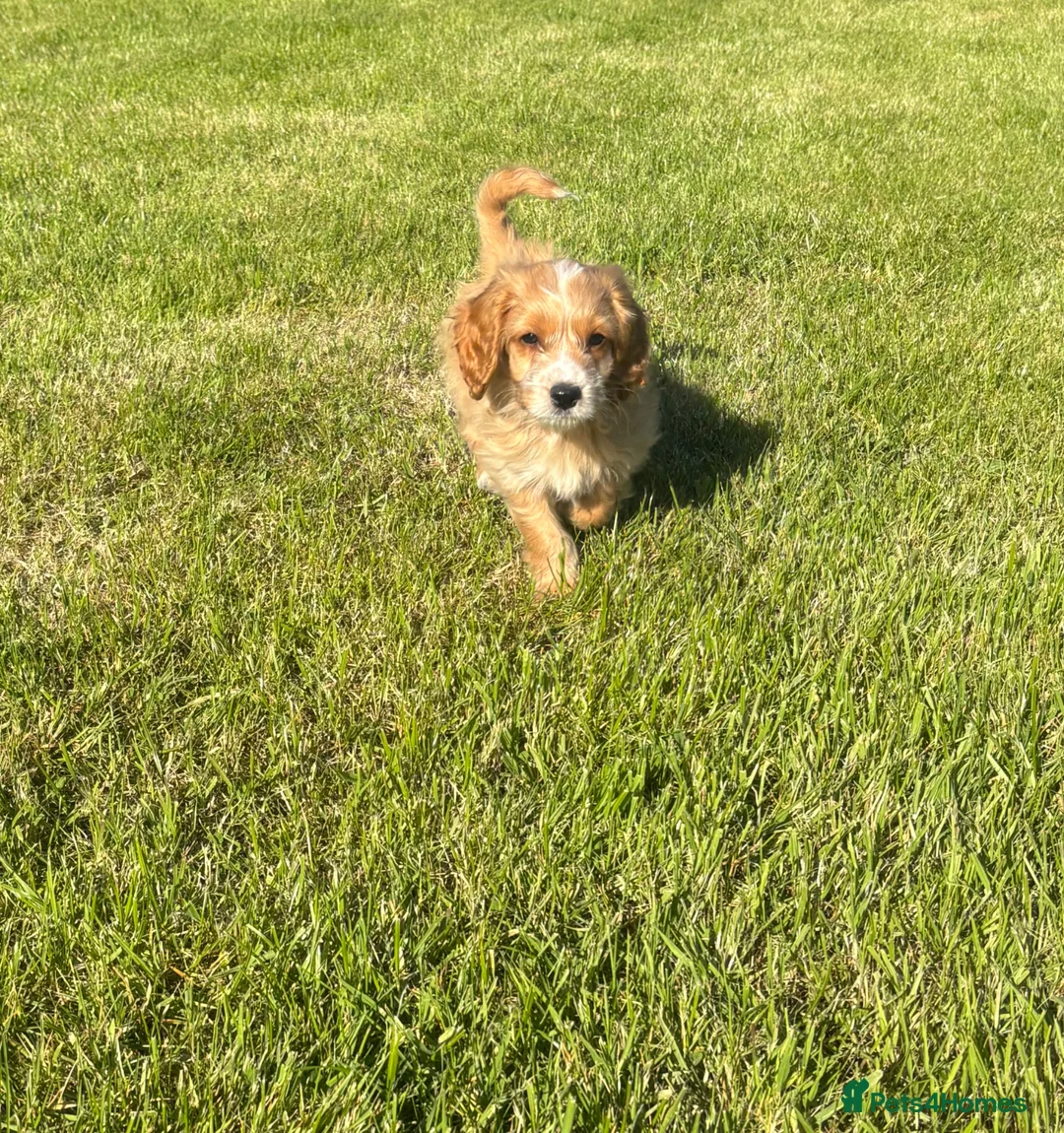 Cockapoo dogs for sale: 1 Beautiful F1 cockapoo boy for sale - Advert 1