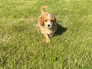 Cockapoo dogs 1 Beautiful F1 cockapoo boy for sale - Advert 4