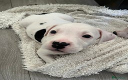 Mixed Breed dogs for sale: American bull dogs cross staffy - Image 5