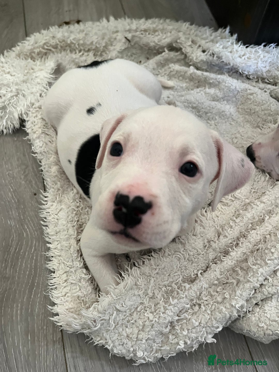 Mixed Breed dogs for sale: American bull dogs cross staffy - Image 5