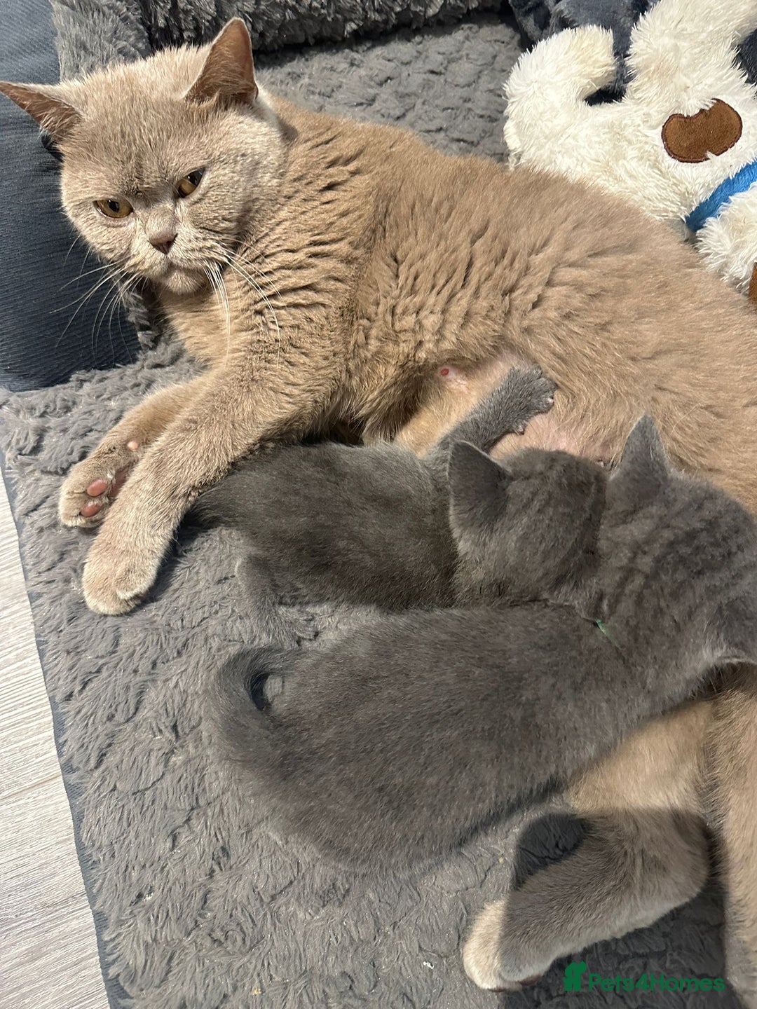 British Shorthair cats for sale: Two grey kittens - Image 5