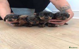 Dachshund dogs for sale: Minature dashunds 💙 1 boy left ready now 💙 - Image 4