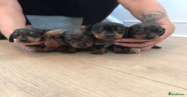 Dachshund dogs - Advert 14