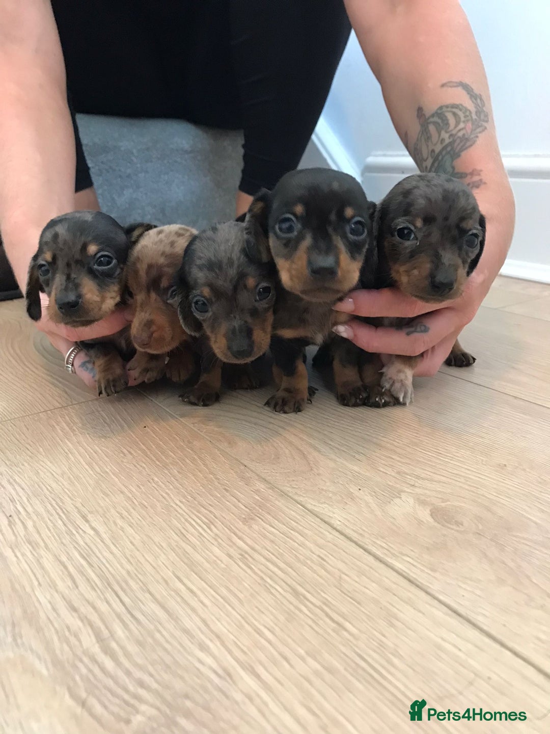 Dachshund dogs for sale: Minature dashunds 💙 1 boy left ready now 💙 - Image 4