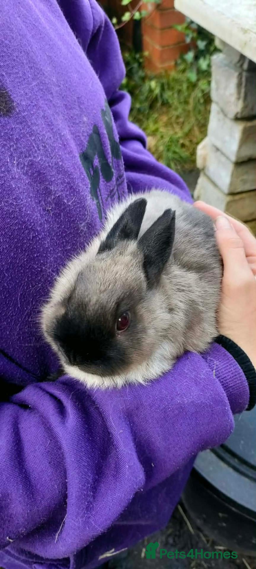 Netherland Dwarf rabbits for sale: Cute, diddy, young Netherland Dwarves-1 girl left  - Advert 5