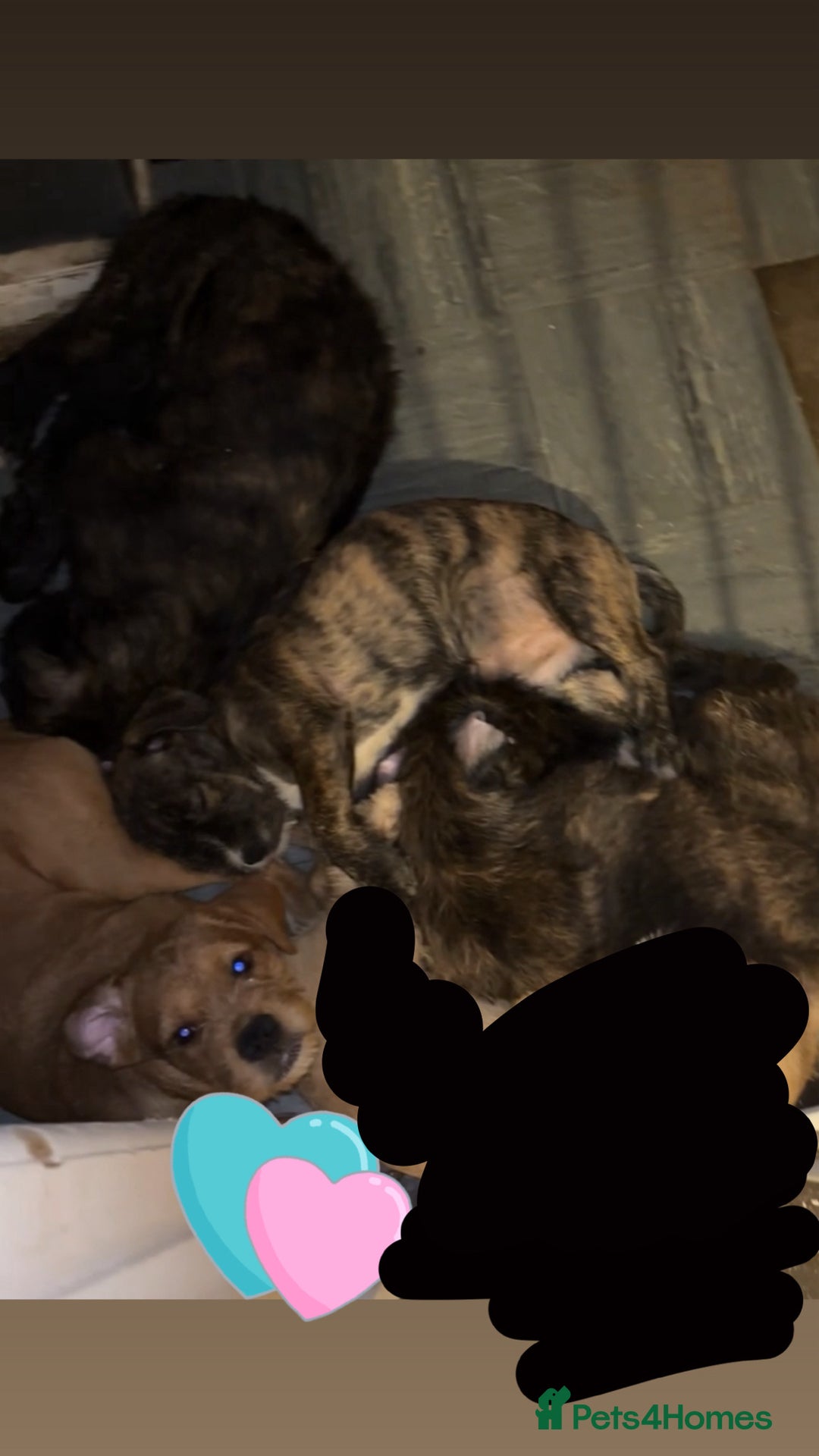 Mixed Breed dogs for sale: 4 pups for sale - Image 1
