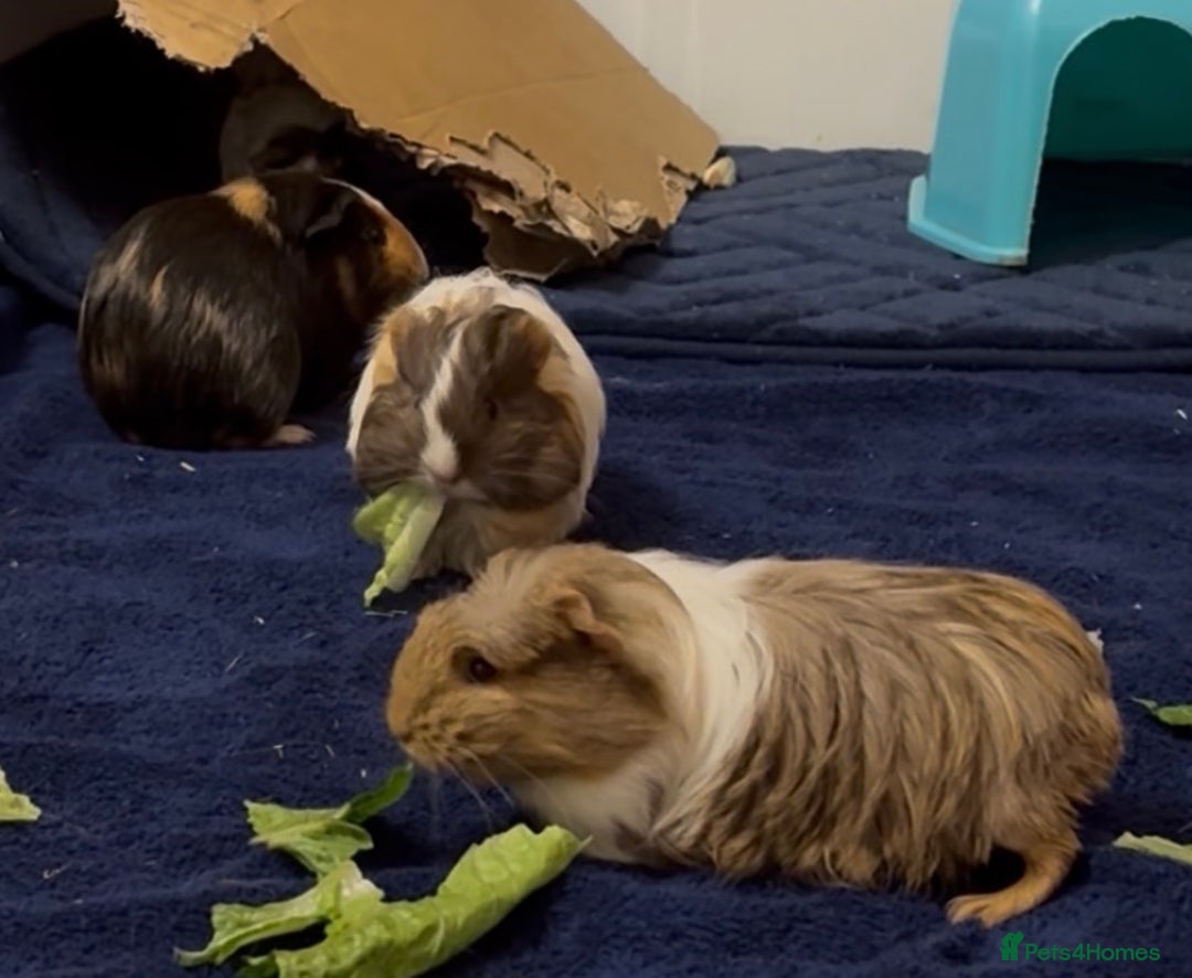 Guinea Pig rodents for sale: 2 Beautiful long haired girls  - Advert 28