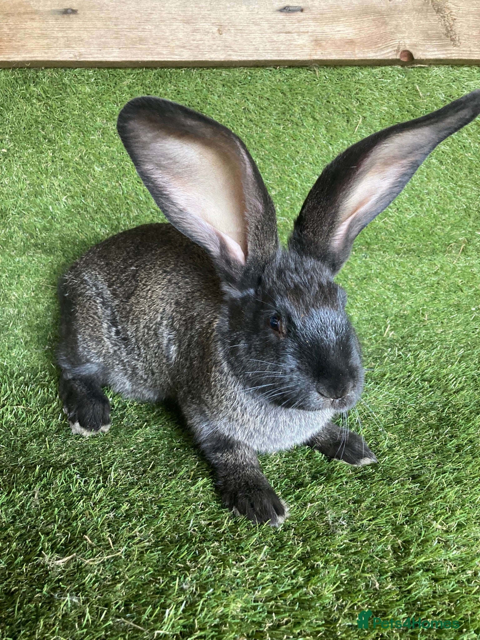 Continental Giant rabbits Purebred continental giants  - Advert 14