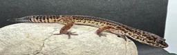 Gecko reptiles for sale: Oreo  female african fat tail - Advert 11