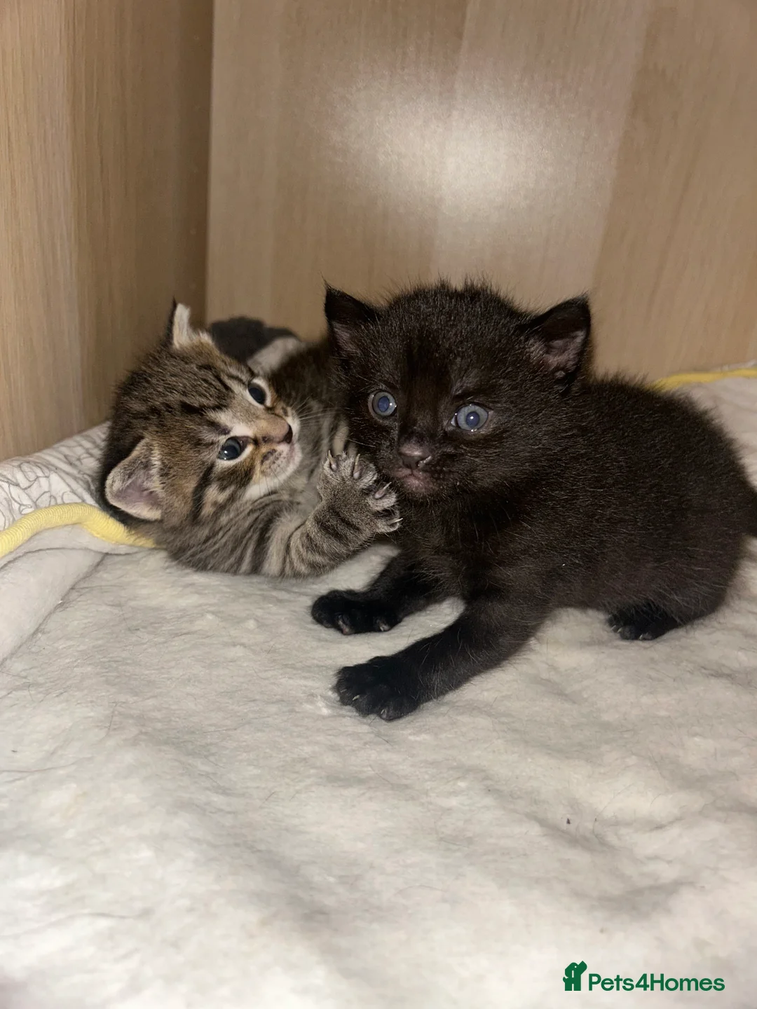 Mixed Breed cats for sale: Beautiful kittens  - Advert 38