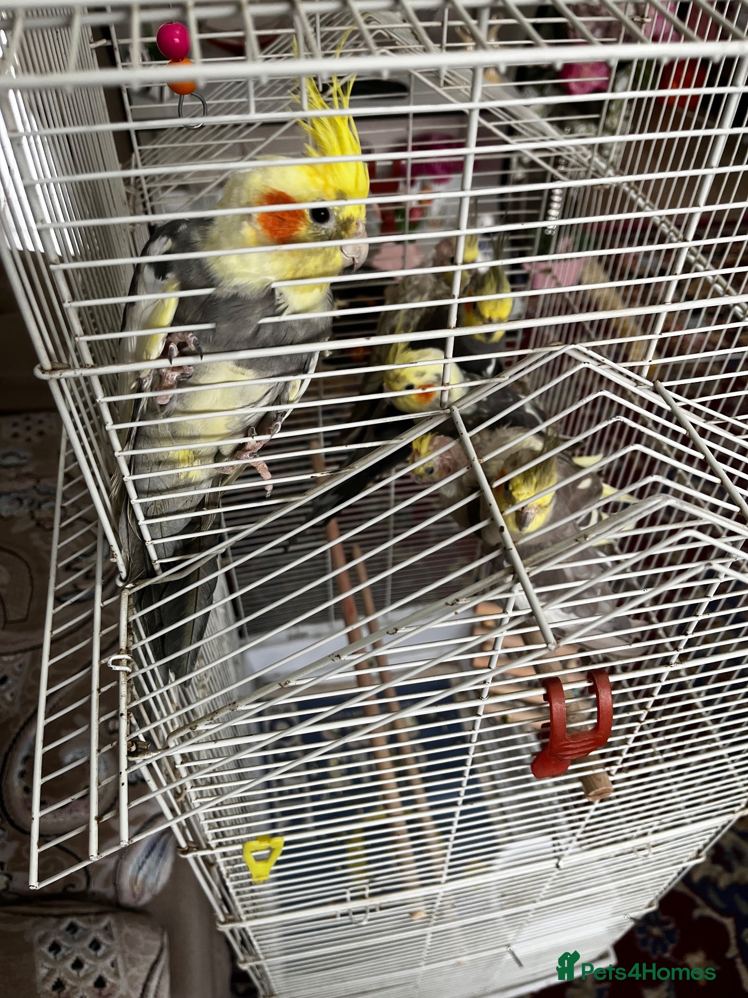 Cockatiels birds URGENT Mixed Litter Cockatiels - Advert 7