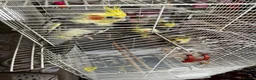 Cockatiels birds for sale: URGENT Mixed Litter Cockatiels - Advert 1