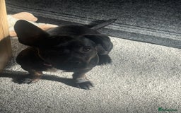 Mixed Breed dogs for sale: Misty a gorgeous little crossbreed  - Advert 2