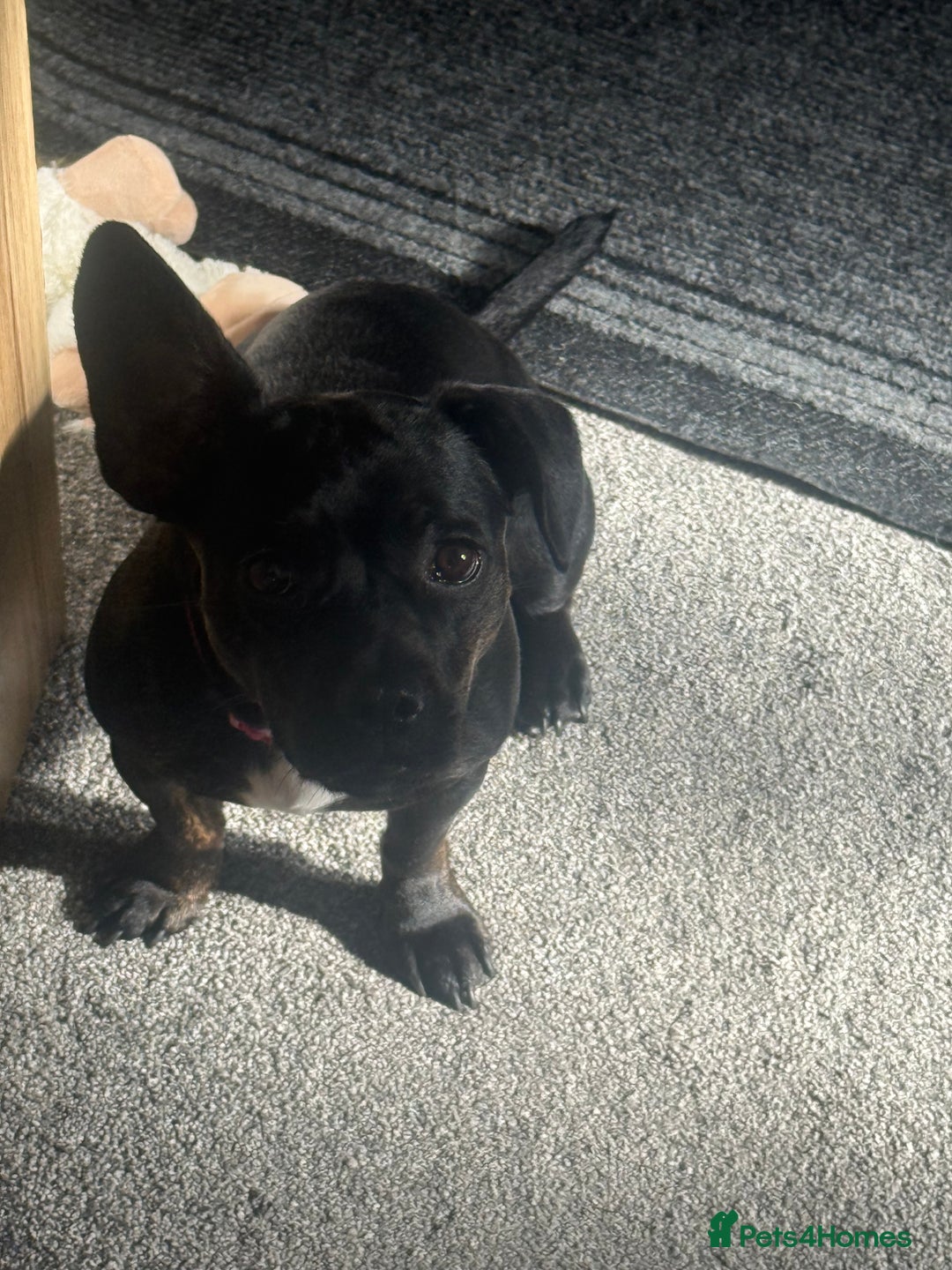 Mixed Breed dogs for sale: Misty a gorgeous little crossbreed  - Advert 2