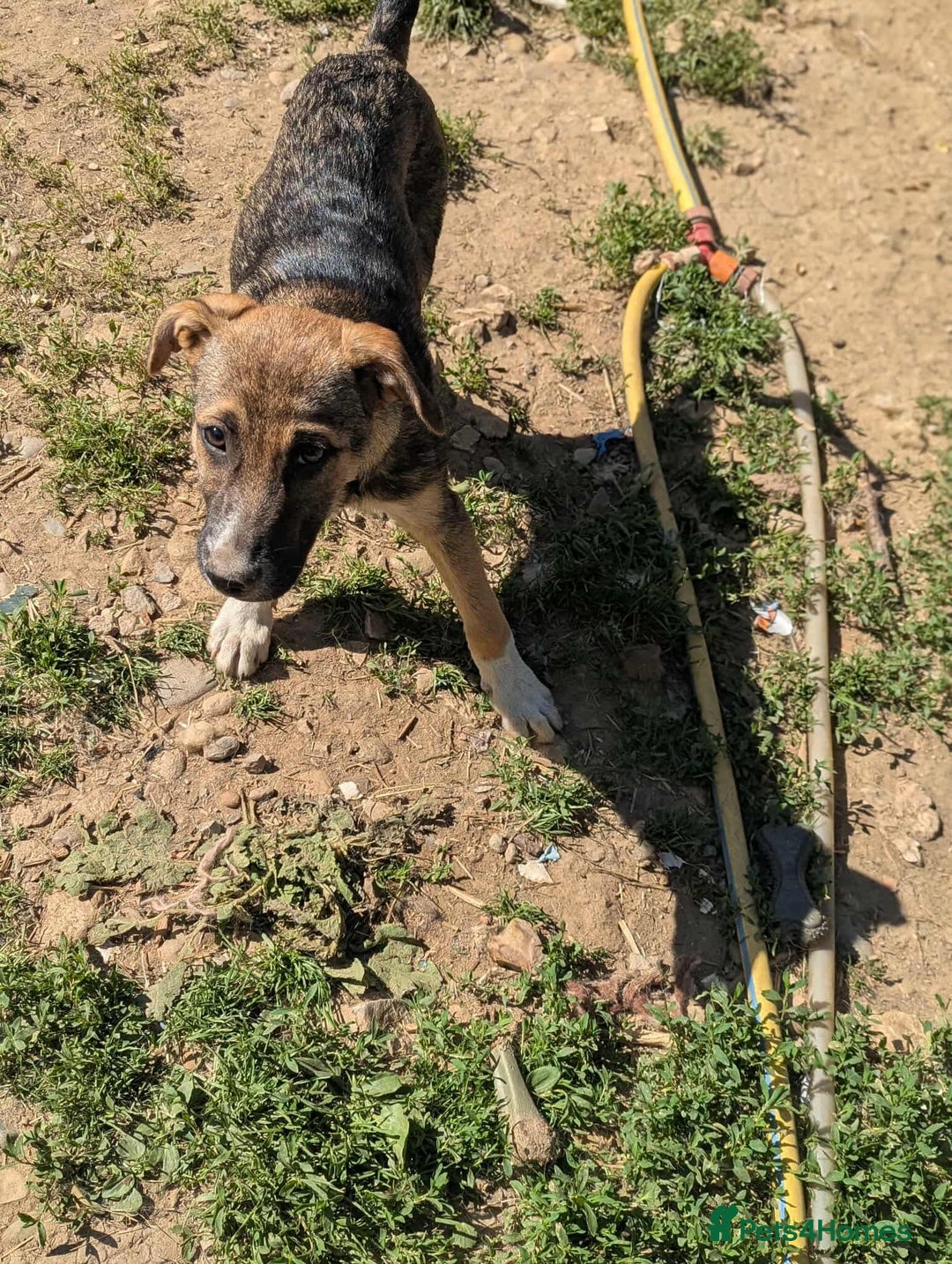 Mixed Breed dogs for adoption: Mac is looking for a family with another dog! - Image 7