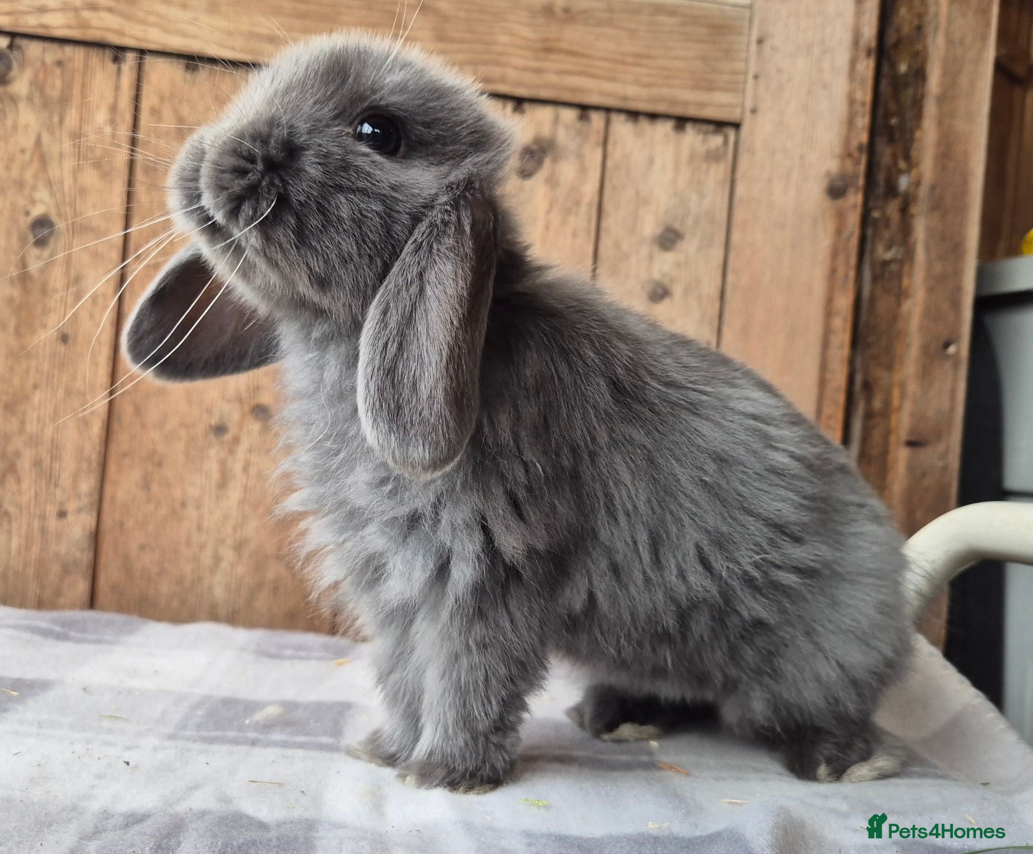 Mini Lop rabbits Mini lop girls ready now  - Advert 11