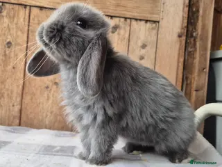 Mini Lop rabbits Mini lop girls ready now - Advert 11