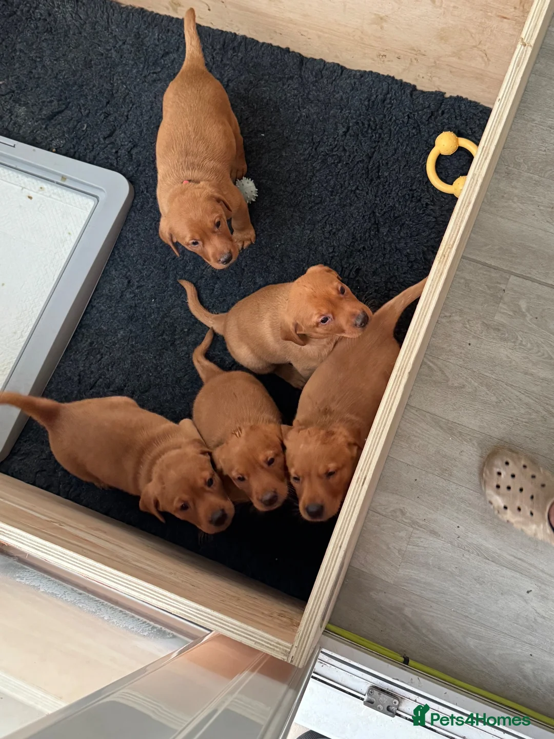 Labrador Retriever dogs for sale: Fox red Labrador puppies  - Advert 3