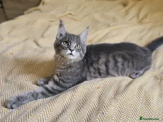 Maine Coon cats Maine Coon Kitten ready - Advert 8