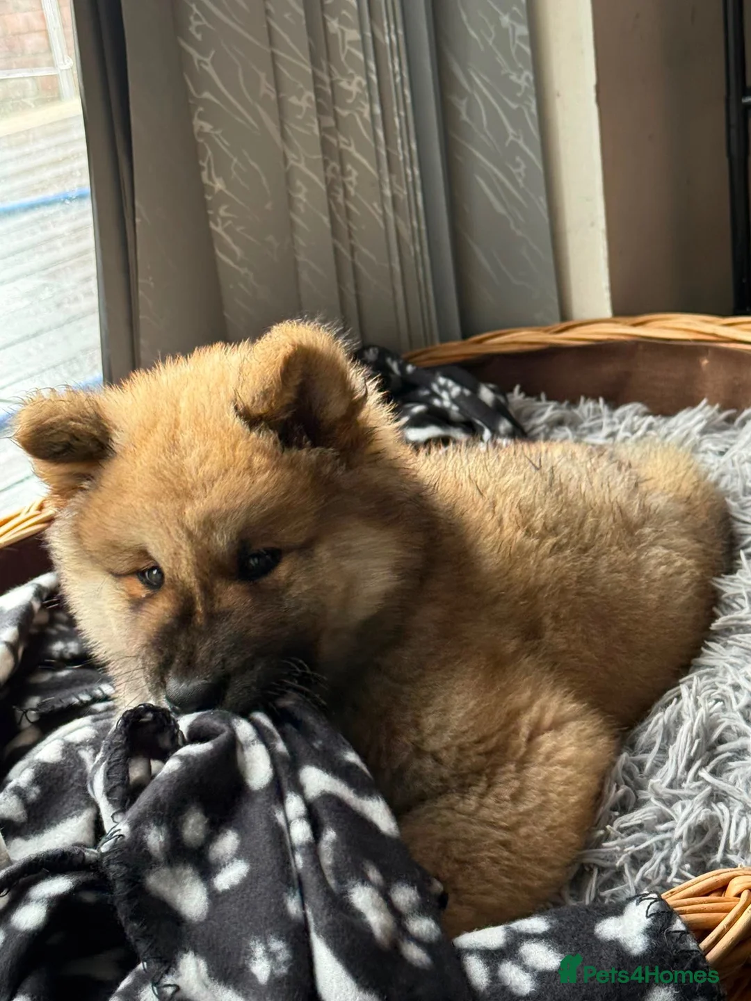 Akita dogs for sale: 6 month puppy  - Advert 5