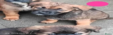 Mixed Breed 12