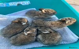 Mixed Breed rabbits for sale: Mini lop X bunnies - Image 4