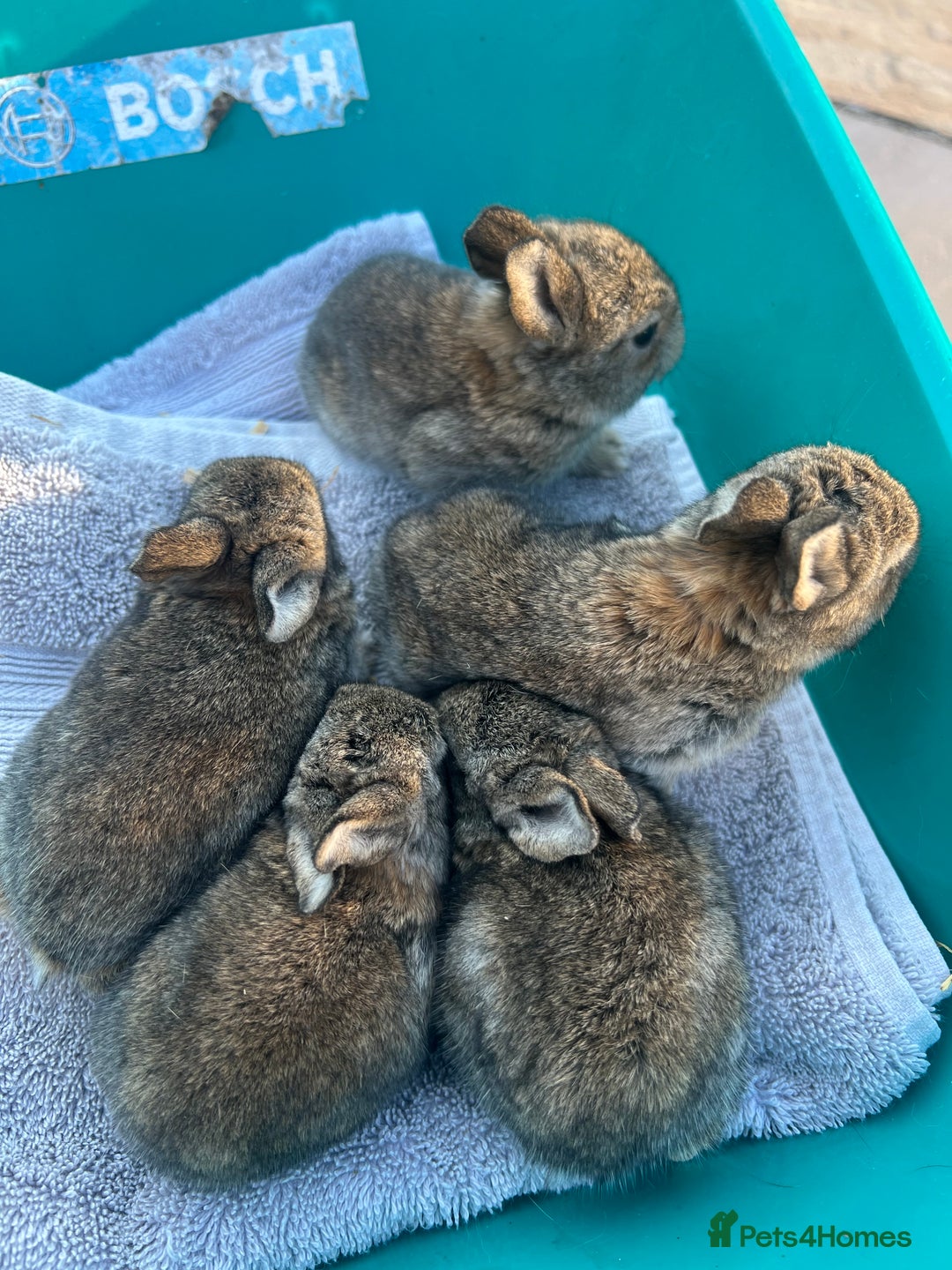 Mixed Breed rabbits for sale: Mini lop X bunnies - Image 4