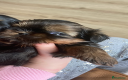 Shih Tzu dogs for sale: Stunning shih tzu puppies - Image 2