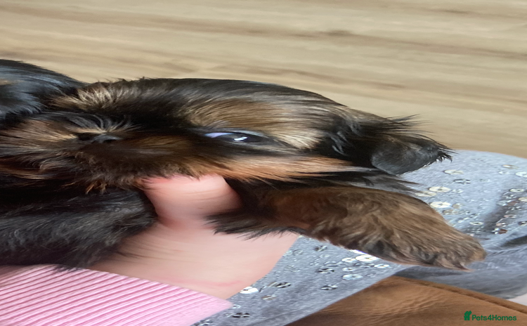 Shih Tzu dogs Stunning shih tzu puppies - Advert 1