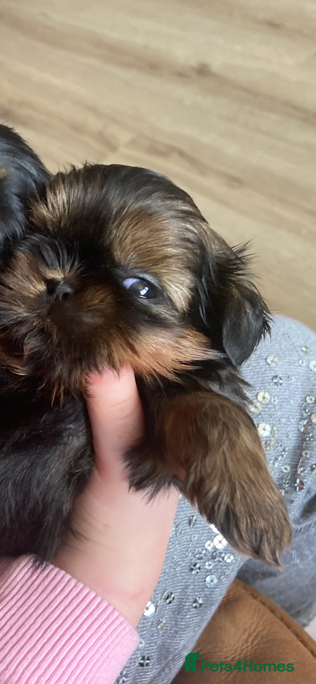 Shih Tzu dogs for sale: Stunning shih tzu puppies - Image 2