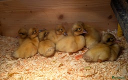 Ducks poultry for sale: Welsh Harlequin Male Ducklings (3 available) - Image 4