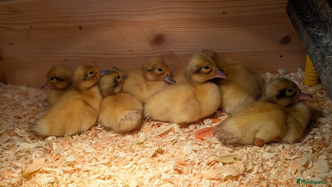 Ducks poultry for sale: Welsh Harlequin Male Ducklings (3 available) - Image 4