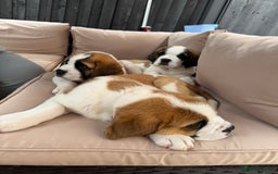 Saint Bernard dogs for sale: My bubba’s - Image 12